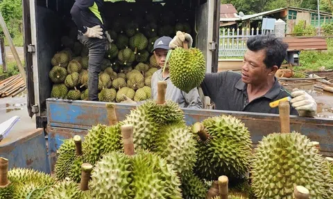 Giá sầu riêng phục hồi, doanh nghiệp tăng tốc mở rộng thị trường xuất khẩu
