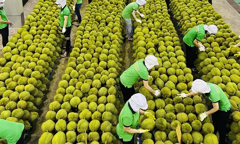 Làn sóng siết tiêu chuẩn toàn cầu buộc nông sản Việt tăng tốc chuyển đổi