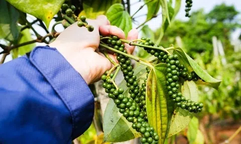 Hồ tiêu Việt khẳng định vai trò đầu tàu trong chuỗi cung ứng toàn cầu