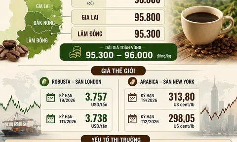 [Infographic] Giá cà phê ngày 28/7: Giao dịch ổn định, doanh nghiệp vẫn thận trọng thu mua