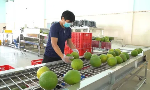 Xuất khẩu bưởi, chanh sang Trung Quốc: Cơ hội lớn đi kèm yêu cầu khắt khe