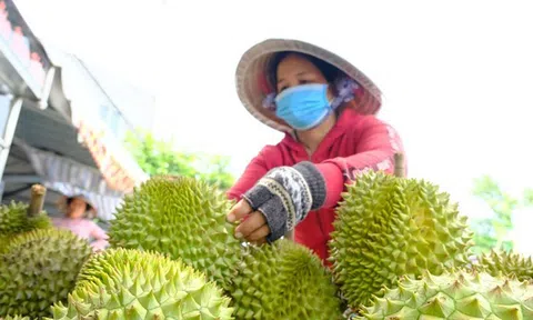 Xuất khẩu sầu riêng đón tín hiệu tích cực từ thị trường Ấn Độ