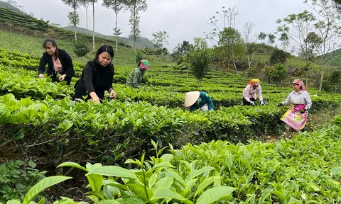 Hướng tới mốc 74 tỷ USD, ngành nông nghiệp tăng cường kiểm soát vùng trồng