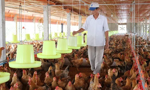 Ngành chăn nuôi bước vào cuộc đua tiêu chuẩn, minh bạch chuỗi cung ứng để giữ thị trường