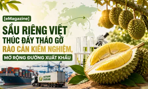 [eMagazine] Sầu riêng Việt thúc đẩy tháo gỡ rào cản kiểm nghiệm, mở rộng đường xuất khẩu