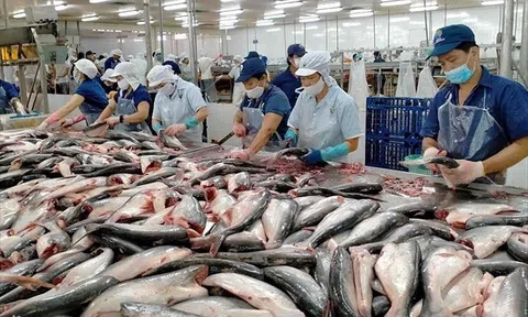 Thị trường Mỹ siết thuế, cá tra Việt Nam thêm áp lực cạnh tranh