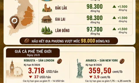 [Infographic] Giá cà phê ngày 20/8: Cà phê Tây Nguyên vượt 98.000 đồng/kg giữa lúc giá thế giới giảm