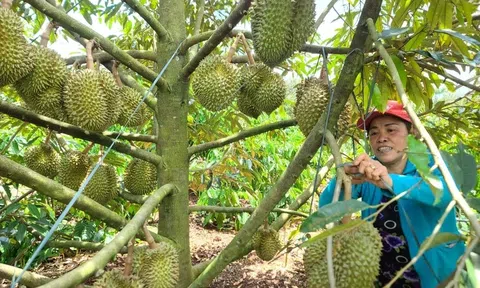 Sầu riêng Đắk Lắk trước cơ hội nâng tầm chuỗi giá trị tại thị trường Trung Quốc