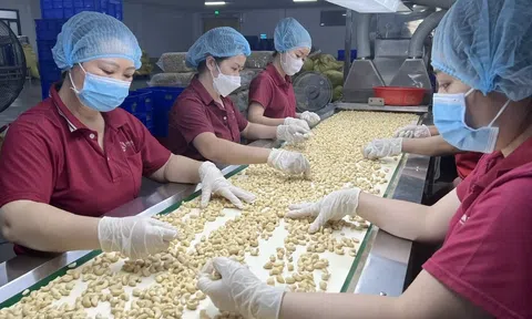 Xuất khẩu điều gần 3 tỷ USD, doanh nghiệp vẫn chịu áp lực lớn từ nguyên liệu
