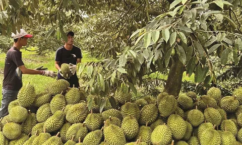 Rau quả Việt mở rộng dư địa xuất khẩu, sầu riêng trở thành động lực tăng trưởng mới