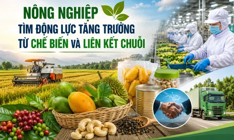 Nông nghiệp tìm động lực tăng trưởng từ chế biến và liên kết chuỗi