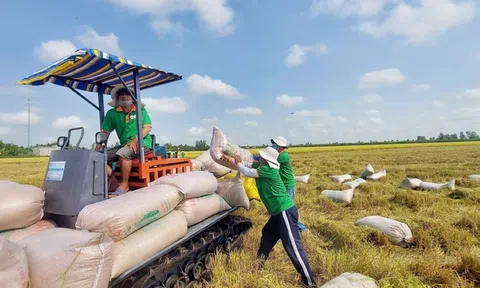 Giá gạo khởi sắc, mở thêm dư địa cho xuất khẩu cuối năm