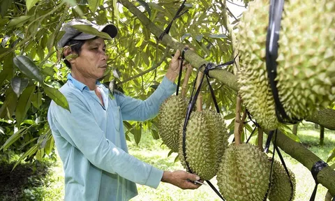 Hơn 1.800 mã vùng trồng, sầu riêng Việt Nam rộng đường trở lại mốc 4 tỷ USD