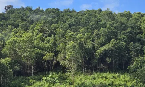 Việt Nam chuẩn bị triển khai dự án quản lý tài nguyên rừng bền vững trong giai đoạn mới