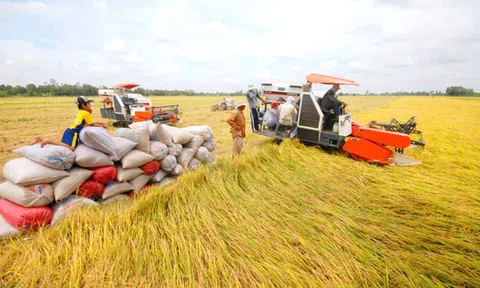 Xuất khẩu gạo siết tiêu chí phân bổ, doanh nghiệp phải nâng cao năng lực