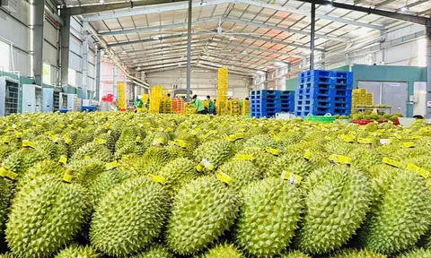 Xuất khẩu rau quả tăng tốc, yêu cầu chuẩn hóa chuỗi cung ứng ngày càng cấp thiết