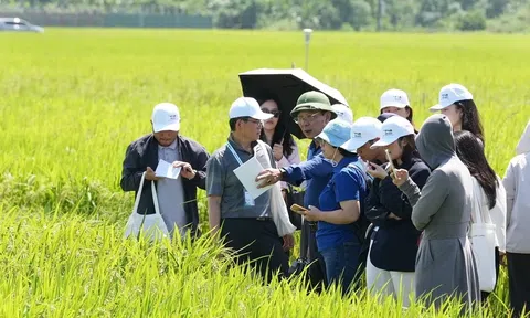 Giảm phát thải nông nghiệp: Gắn chuyển đổi xanh với lợi ích kinh tế
