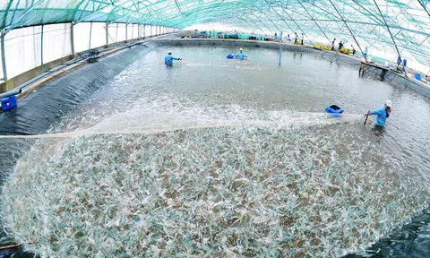 Liên kết doanh nghiệp và hợp tác xã để phát triển chuỗi tôm, gạo bền vững