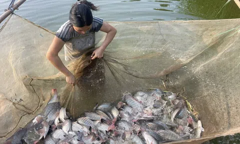 Xuất khẩu cá rô phi bứt phá, doanh nghiệp cần chủ động trước biến động thương mại