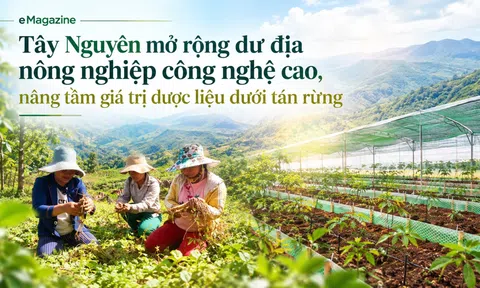 [eMagazine] Tây Nguyên mở rộng dư địa nông nghiệp công nghệ cao, nâng tầm giá trị dược liệu dưới tán rừng
