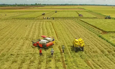 Đề án 1 triệu ha lúa giúp giảm chi phí, tăng giá trị gạo Việt