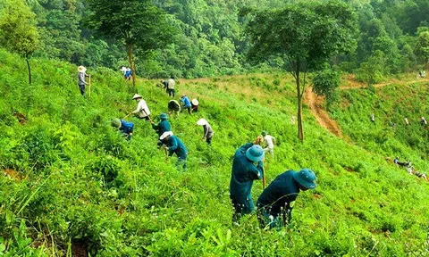 Mô hình cây xanh cảnh quan: Kiến tạo Quảng Khê xanh, sạch đẹp