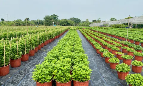 Làng hoa Tết TP.HCM trước thềm Tết Bính Ngọ 2026: Nhịp lao động âm thầm làm nên sắc xuân