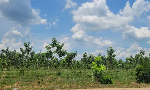 Công bố 16 khu đất tại Tây Ninh, mở cơ hội đầu tư nông nghiệp công nghệ cao quy mô lớn