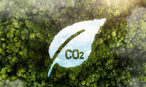 Thị trường tín chỉ carbon rừng bước vào giai đoạn phân hóa mạnh về giá trị