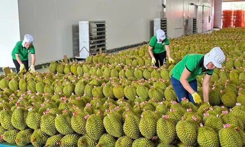 Xuất khẩu rau quả Việt đạt hơn 8,5 tỷ USD, tái cấu trúc sản xuất và đa dạng hóa thị trường để tăng trưởng bền vững
