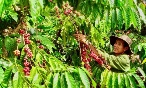 Tổng Công ty Cà phê Việt Nam hoàn thành kế hoạch nửa đầu năm 2026, hướng mục tiêu tăng trưởng hai con số