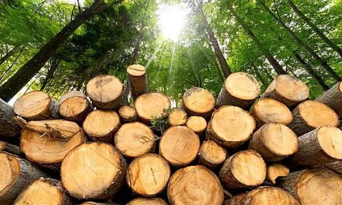 TP.HCM xây dựng hệ thống truy xuất nguồn gốc lâm sản