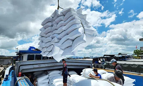 Xuất khẩu gạo lập kỷ lục mới sau nửa đầu năm 2026