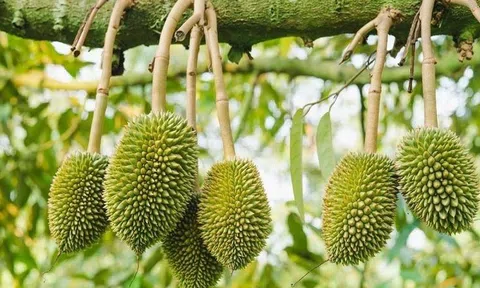 Sầu riêng tươi Việt Nam chính thức được phép xuất khẩu sang thị trường Ấn Độ