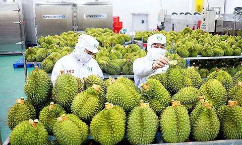 Xuất khẩu sầu riêng vượt 950 triệu USD, tăng hơn 31% 