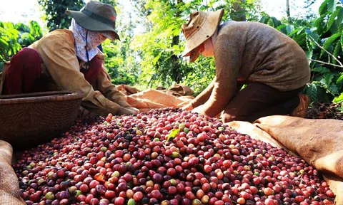 Xuất khẩu cà phê Việt Nam kỳ vọng tăng 8-10% trong năm 2026
