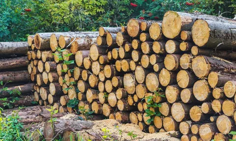 Xuất khẩu gỗ vượt 10 tỷ USD, châu Âu mở thêm dư địa tăng trưởng