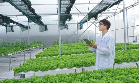 Hoàn thiện tiêu chuẩn để mở rộng sản xuất rau an toàn