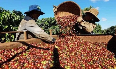Xuất khẩu cà phê đạt hơn 5,7 tỷ USD tính đến giữa tháng 8/2026