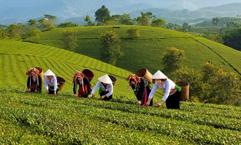 Đề xuất ngân sách hỗ trợ tối đa 80% chi phí xây dựng vùng nguyên liệu
