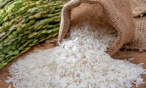 Xuất khẩu gạo đạt gần 3 tỷ USD trong 8 tháng đầu năm 