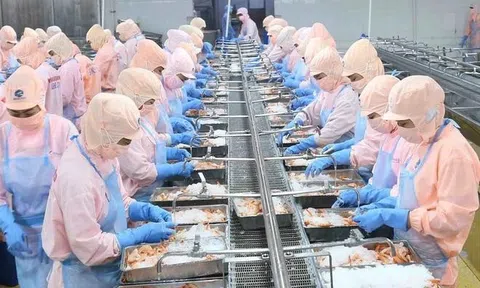 Xuất khẩu thủy sản đạt 8 tỷ USD trong 8 tháng đầu năm 2026