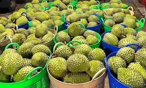 Xuất khẩu sầu riêng Việt sang Hàn Quốc tăng 188% trong 7 tháng đầu năm