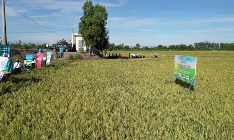 Canh tác lúa thông minh giúp nông dân Tây Ninh giảm chi phí, tăng lợi nhuận