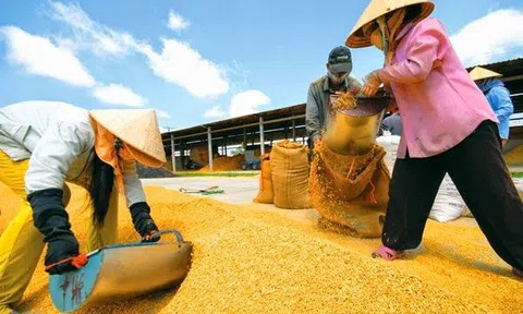 Quy định mới về điều kiện và quản lý hoạt động xuất khẩu gạo