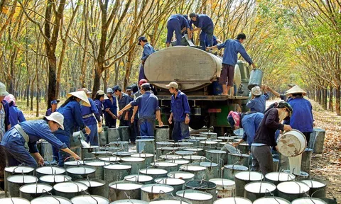Lợi nhuận ngành hóa chất tăng tốc, triển vọng cuối năm phân hóa