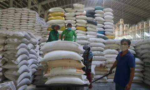 Các doanh nghiệp xuất khẩu Cần Thơ vượt khó trong mùa dịch