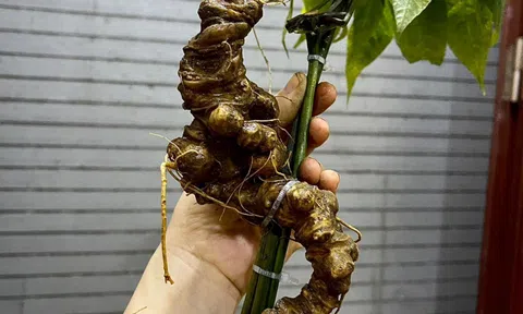 Phát triển vùng dược liệu trọng điểm Tu Mơ Rông