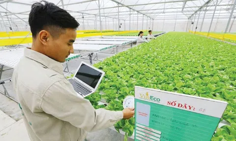 Long An sẽ thêm cây chanh và tôm nước lợ vào chương trình nông nghiệp công nghệ cao