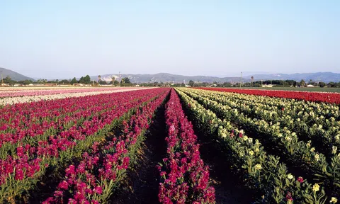 Kế hoạch về “cuộc cách mạng xanh” của Anh nhận được nhiều sự ủng hộ